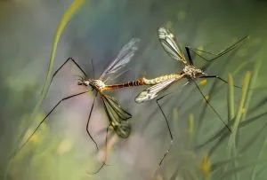 West Nile Virus: prevenzione e protezione dalle zanzare